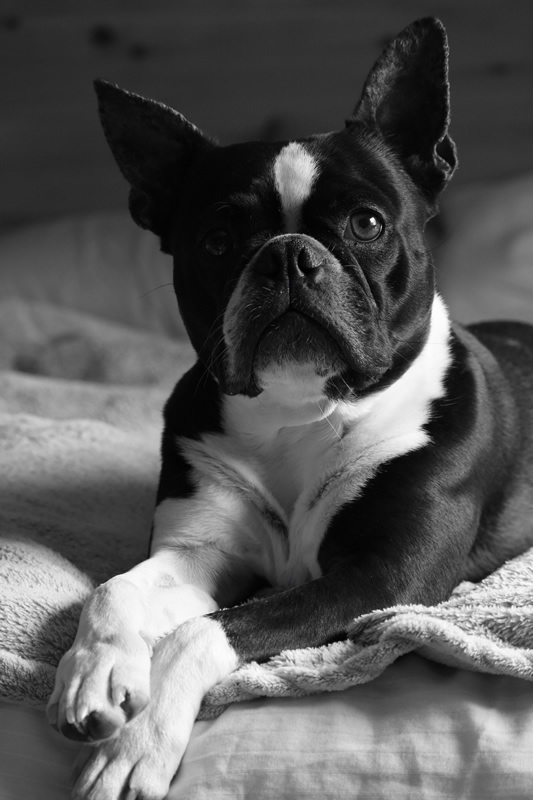 Hucklberry the Handsome by Dustin Glaseman